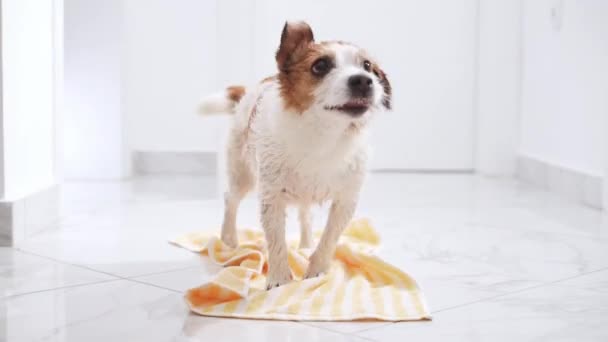 一只活泼的杰克罗素特瑞尔狗 带着一条黄色的毛巾 在洗了一个清凉的澡之后抖掉了水 体现了一只精心呵护的宠物狗的活力 — 图库视频影像