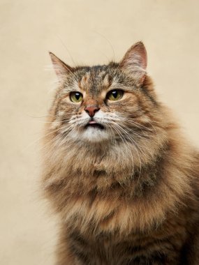 Uzun saçlı bir tekir kedi yukarı bakar, kürkü nötr bir arkaplana karşı toprak tonlarının bir karışımıdır.