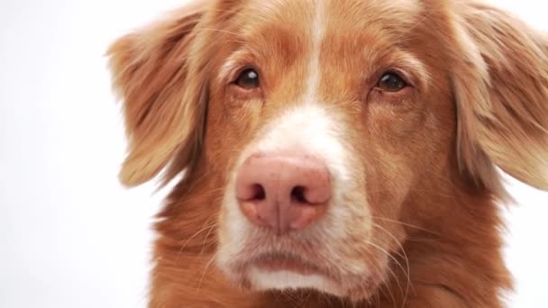 Nova Scotia Pato Tolling Retriever Perro Con Una Mirada Conmovedora — Vídeos de Stock