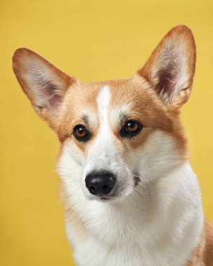 Pembroke Welsh Corgi köpeği canlı sarı bir arkaplan karşısında ürünün karakteristik özenli kulaklarını ve sıcak, zeki bakışlarını sergiliyor.