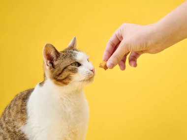 Anlayışlı bir kedi şüpheyle bakar. Bir insan eli tarafından sunulan bir ödül. Kedi, parlak sarı arka planla tezat oluşturur.