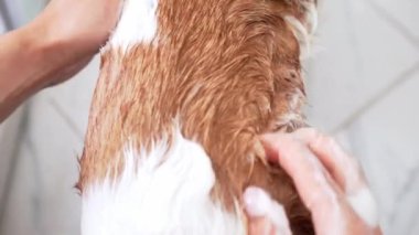 Bir Jack Russell Terrier köpeği sabun köpüğü ile nazikçe ovalanmayı sever, banyo sırasında bir anlık özeni yakalar.
