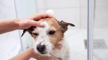 Sabunlu fırça, köpek banyosu günü. Yumuşak eller masaj şampuanı Jack Russell teriyeri montunun içinde ferahlatıcı bir banyo sırasında, dikkatle ve dikkatle temizliğe dikkat ederek