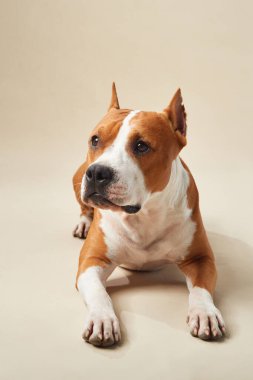 American Staffordshire Terrier köpeği gözleri sabit bir şekilde stüdyoda oturuyor. Tarafsız arka plan belirgin beyaz ve kahverengi ceketi tamamlıyor.