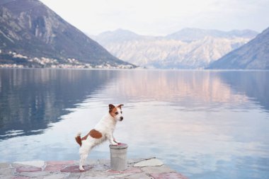 Jack Russell Terrier köpeği, sakin bir göl ve dağ manzarasına karşı kayalık arazide duruyor.