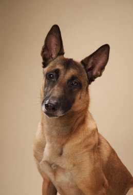 Tarafsız bir zemine karşı Belçika Malinois portresi. Hizmet köpekleri veya hayvan davranışları içeren projeler için mükemmel bir üreme.
