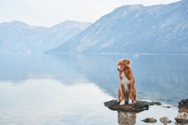 Bir Nova Scotia Duck Tolling köpeği durgun bir göldeki bir kayanın üzerinde duruyor, dağlar sisli bir mesafede yükseliyor.