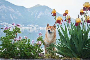 Bir Shiba Inu köpeği durgun bir gölün kenarında durur, yumuşak mor çiçeklerle çerçevelenmiş, dağları ve uzaktan hafif bir sisle.