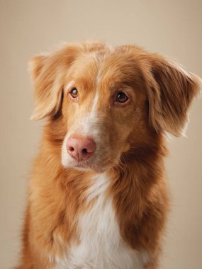 Stüdyoda dikkatle izlenen Nova Scotia Duck Tolling Retriever, stüdyonun hafif ışığına odaklanmış, yumuşak bir bakış.