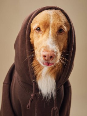 Bir Nova Scotia Duck Tolling Retriever köpeği kapüşonlu, sevimli ile birleşen