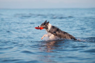 A Border Collie dog dashes through the ocean waves, water splashing around in a dynamic display. This energetic moment captures the pet playful spirit in the vast sea clipart