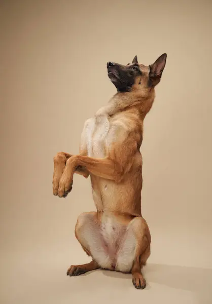 Belgian Malinois performing a trick, standing on hind legs in a studio setting. This poised posture showcases the dog training