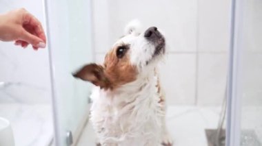 Sırılsıklam olmuş Jack Russell Terrier köpeği duşta suyu silkeliyor. Su sıçratma ve enerji dolu bir evcil hayvan banyosunun görüntüsü.