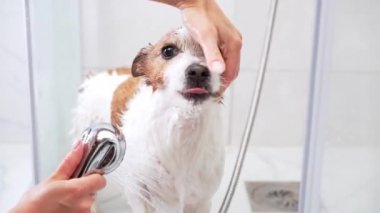 Sabunlu fırça, köpek banyosu günü. Yumuşak eller masaj şampuanı Jack Russell teriyeri montunun içinde ferahlatıcı bir banyo sırasında, dikkatle ve dikkatle temizliğe dikkat ederek