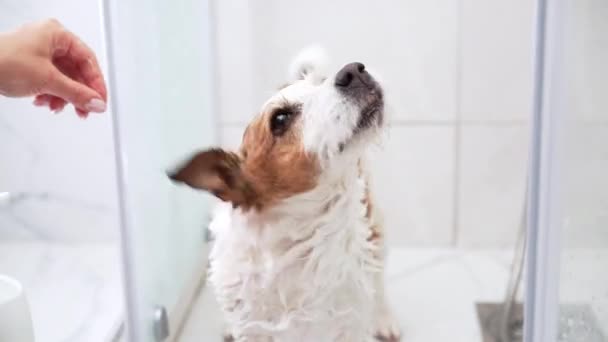 Zmoczony Pies Jack Russell Terrier Otrząsa Się Wody Pod Prysznicem — Wideo stockowe