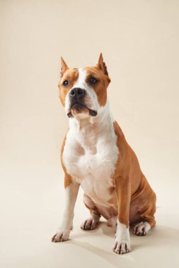 American Staffordshire Terrier köpeği gözleri sabit bir şekilde stüdyoda oturuyor. Tarafsız arka plan belirgin beyaz ve kahverengi ceketi tamamlıyor.