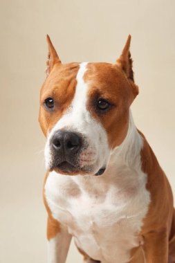 Stüdyoda bir Amerikan Staffordshire Terrier 'inin yakın çekimi, tetikte ve düşünceli ifadesini sergiliyor. Tarafsız arka plan, köpeğin ayırt edici yüz hatlarını ve kaslı boynu vurgular.