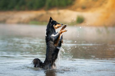 A vibrant Border Collie dog stands mid-splash in a river, paws raised in anticipation, set against a serene backdrop of nature clipart