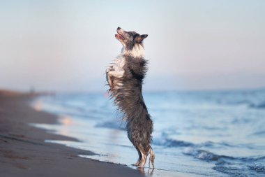 Heyecanlı bir Border Collie köpeği sahilde arka ayakları üzerinde duruyor, görünmeyen bir şeye uzanıyor.