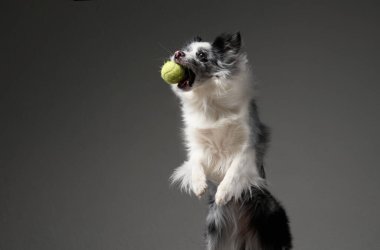 Coşkulu bir Sınır Köpeği havada gri bir arka planda tenis topu yakalar. Bu aksiyon dolu görüntü, melezin çevikliğini ve neşesini aktarır.