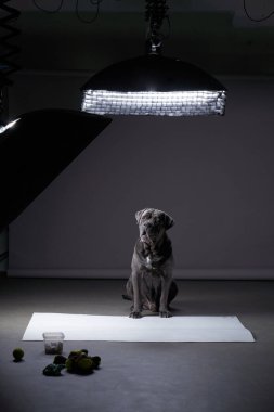 Dengeli bir İtalyan Cane Corso stüdyo ışıklarının altında bir fotoğraf çekiminde yerini almayı bekliyor.