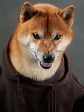 Casual Shiba Inu dog in a hoodie, studio shot. This friendly pet gives a gentle look, comfortably dressed in a brown sweatshirt clipart