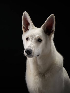 Beyaz bir İsviçreli çoban köpeği dik dik bakıyor. Stüdyonun aydınlatması, onun asil duruşunu vurguluyor.