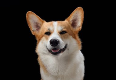 Neşeli bir Pembroke Galli Corgi, koyu siyah bir arkaplana karşı geniş açıyla sırıtıyor, mutluluk saçıyor. Bu köpeğin neşeli tavırları ve parlak gözleri.