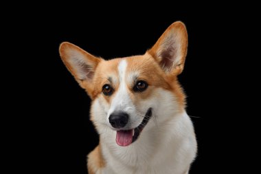 Neşeli bir Pembroke Galli Corgi, koyu siyah bir arkaplana karşı geniş açıyla sırıtıyor, mutluluk saçıyor. Bu köpeğin neşeli tavırları ve parlak gözleri.