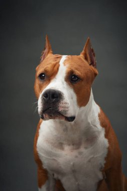 Amerikan Staffordshire Terrier köpeği portresi, odaklanmış ve ağırbaşlı. Yakından bakınca özenli bakışları ve kaslı yapısını bir stüdyo ortamında güç ve uyanıklığını gösteriyor.