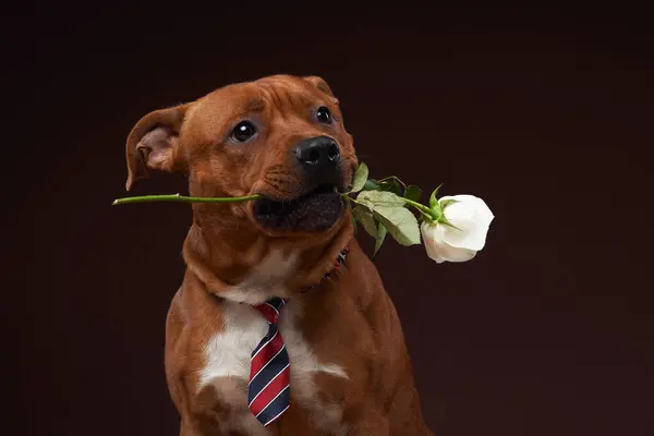 stock image A charming Staffordshire Bull Terrier holds a white rose in its mouth, wearing a striped necktie in a studio setting