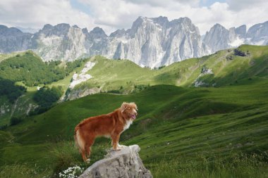Nova Scotia Duck Tolling Retriever dağ yürüyüşünde. Maceraperest köpek kayalık bir zirvenin tepesinde dikiliyor. Arkasında heybetli tepeler olan mesafeye bakıyor.