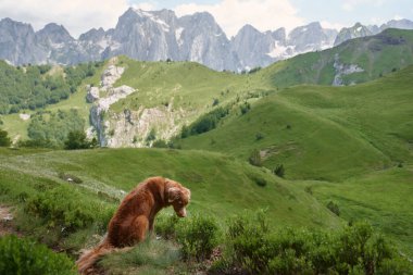 Nova Scotia Duck Tolling Retriever dağ yürüyüşünde. Maceraperest köpek kayalık bir zirvenin tepesinde dikiliyor. Arkasında heybetli tepeler olan mesafeye bakıyor.