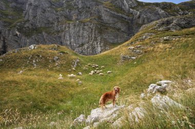 Nova Scotia Duck Tolling Retriever dağlardaki bir sürüye nezaret ediyor. Bir kayanın üzerinde durmakta olan köpek, uçurumlardaki koyunlara göz kulak olur.