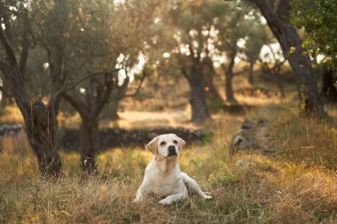 Huzurlu bir Labrador Retriever köpeği güneş lekeli bir zeytinlikte dinleniyor. Doğada evcil hayvan