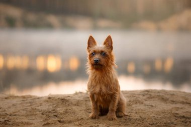 Özenli bir Avustralyalı teriyer köpeği kumlu bir nehir kıyısında oturur, bakışları sisli bir gökyüzünün altında sabittir.