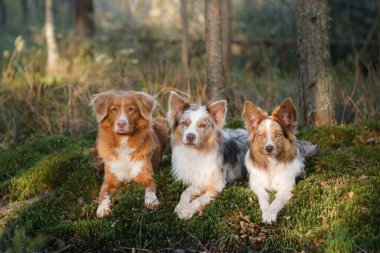 İki Sınır Köpeği ve bir Nova Scotia Duck Tolling Köpeği sakin bir ormanda birlikte dinleniyor ve ayırt edici paltolarını ve tetikte olma ifadelerini sergiliyorlar.