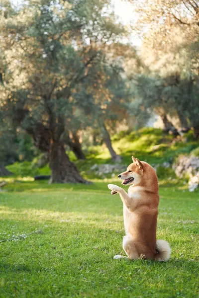 stock image A Shiba Inu dog sits up on its hind legs in a lush green meadow, playfully raising its paws as if in mid-performance