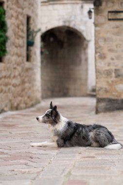 Bir Sınır Collie 'si Avrupa' nın eski bir kasabasındaki bir kaldırım taşı caddesinde dinleniyor. Özenli gözler ve sakin tavırlarla bu köpek, bu tuhaf, tarihi manzaraya huzur katıyor.