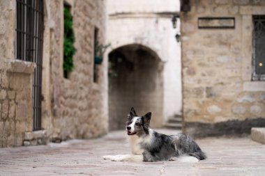 Bir Sınır Collie 'si Avrupa' nın eski bir kasabasındaki bir kaldırım taşı caddesinde dinleniyor. Özenli gözler ve sakin tavırlarla bu köpek, bu tuhaf, tarihi manzaraya huzur katıyor.