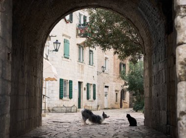 Bir Border Collie ve bir kedi tarihi bir ara sokakta karşı karşıya antik bir taş kemer yolundan baktılar. Bu görüntü, iki hayvan arasındaki etkileşimi güzel bir şekilde yakalıyor.