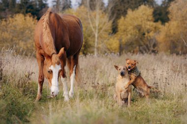 Bir sonbahar manzarası, birbirine sarılan iki köpeğin yanında otlayan bir at, bir Staffordshire Boğa Teriyeri ve bir Tayland Sırtı Sırtı.