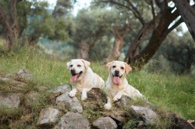 Two Labrador Retrievers dog enjoy a rugged mountain trail, companions in adventure. clipart