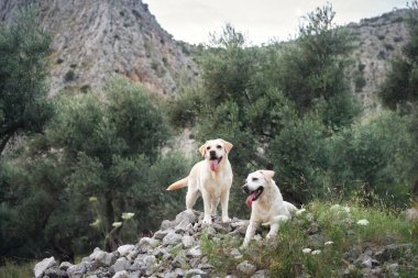 Two Labrador Retrievers dog enjoy a rugged mountain trail, companions in adventure. clipart