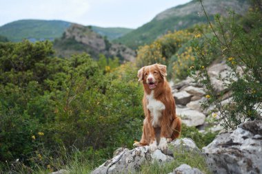 Bir Nova Scotia Duck Tolling Retriever köpeği yemyeşil bir dağ manzarasında kayalık bir çıkıntıda oturur.