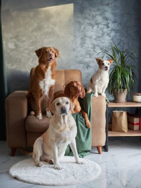 Dörtlü köpek pozu, çeşitli köpek toplulukları. Bir Labrador, Vizsla, Jack Russell ve bir Nova Scotia Duck Tolling Retriever birlikte poz vererek modern bir yaşam alanında birlik gösteriyorlar.