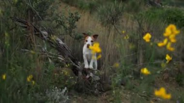 Bir Jack Russell Terrier canlı sarı çiçeklerle çerçevelenmiş yemyeşil, vahşi bir ortamda tetikte duruyor. Bu video çerçevesi, köpeğin doğal ortamdaki meraklı ve maceraperest ruhunu yakalar.