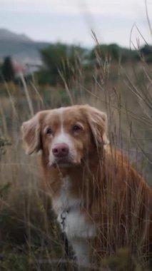 Bir Nova Scotia Duck Tolling köpeği, uzun otların arasından süzülen sarı çiçekleri eşleştirir.. 