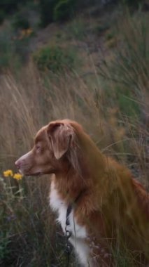 Bir Nova Scotia Duck Tolling köpeği, uzun otların arasından süzülen sarı çiçekleri eşleştirir.. 
