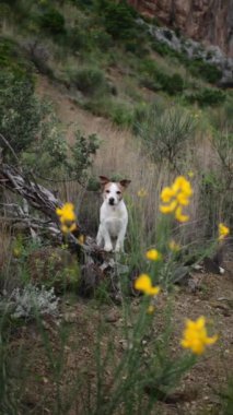 Bir Jack Russell Terrier canlı sarı çiçeklerle çerçevelenmiş yemyeşil, vahşi bir ortamda tetikte duruyor. Bu video çerçevesi, köpeğin doğal ortamdaki meraklı ve maceraperest ruhunu yakalar.